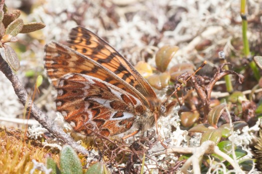 Freija Fritillary